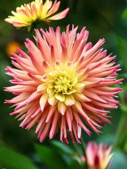 Pastellfarbene Dahlienblüte mit Apricot und Rosé