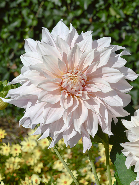 Großblumige Dahlie 'Café au Lait'