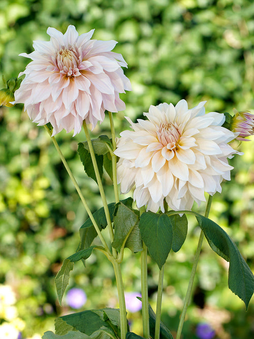 Dahlie 'Café au Lait' Bestellen