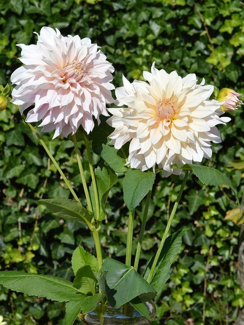 Cafe au lait - Dahlien kaufen aus Holland