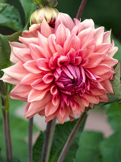 Dahlie Cafe au Lait Royal kaufen