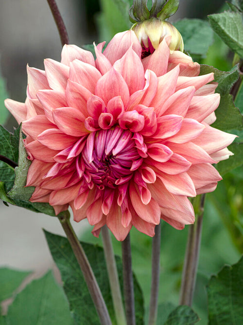 Dahlien Cafe au Lait Royal bestellen