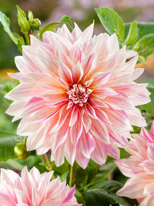 Dahlien Cafe au Lait Twist kaufen