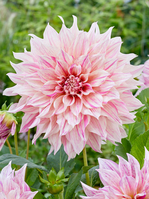Dekorative - Riesenblumige Dahlie 