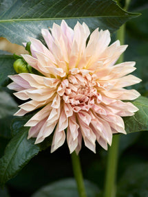 Dahlie Café de Paris
