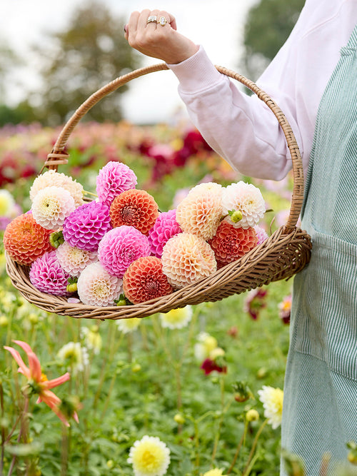Dahlia Candy Ball Collection in bloom