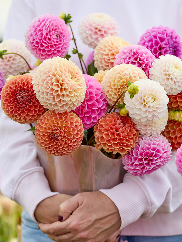 Dahlia Candy Ball tubers, Mixed Dahlia Tubers for Spring Planting
