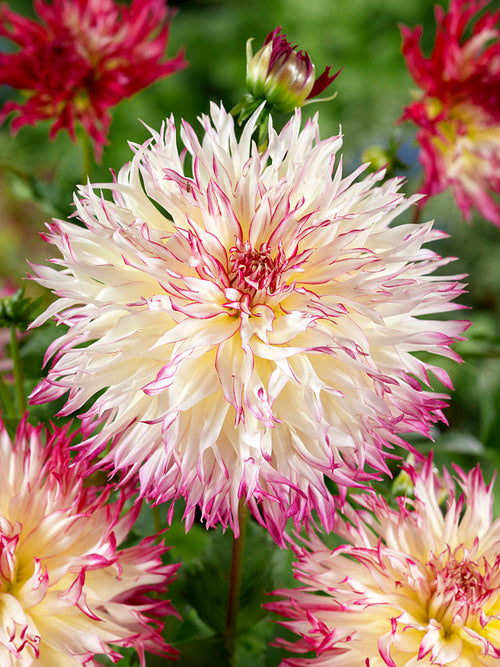 Dahlie Caproz Josephine mit cremeweißen Blüten und rosa Fransen