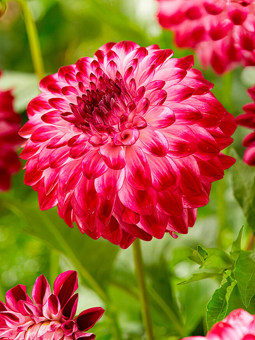 Dahlie Caproz Pizzazz Dahlienknollen