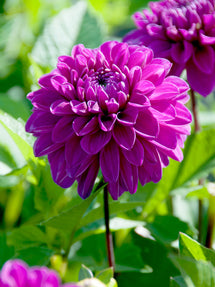 Dahlie Cartouche