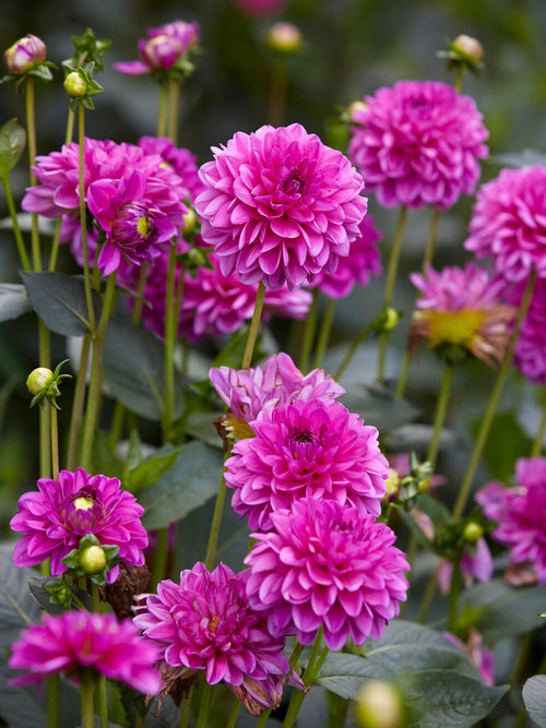 Dahlien Cartouche - Dahlienknollen