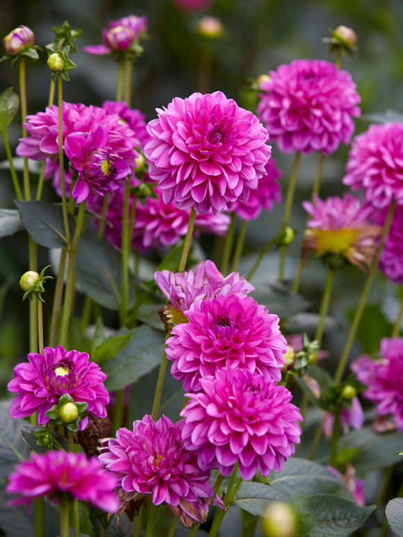 Dahlien Cartouche - Dahlienknollen