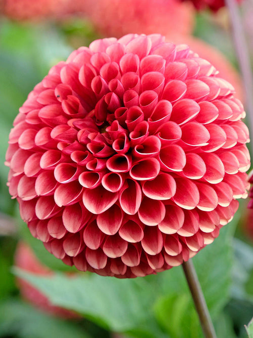 Dahlia Copper Boy