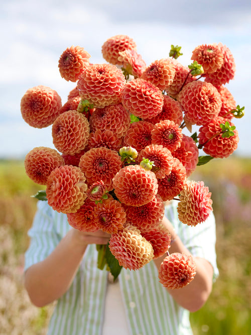 Dahlie Cornel Bronze