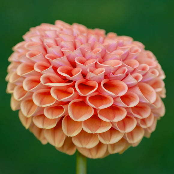 Dahlie Cornel Bronze