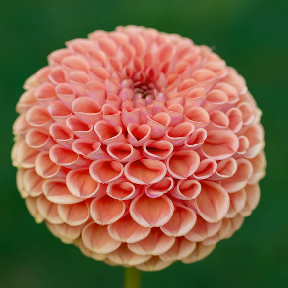 Dahlie Cornel Bronze