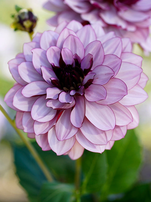 Dahlie 'Creme de Cassis' - Seerosen-Dahlien Kaufen 