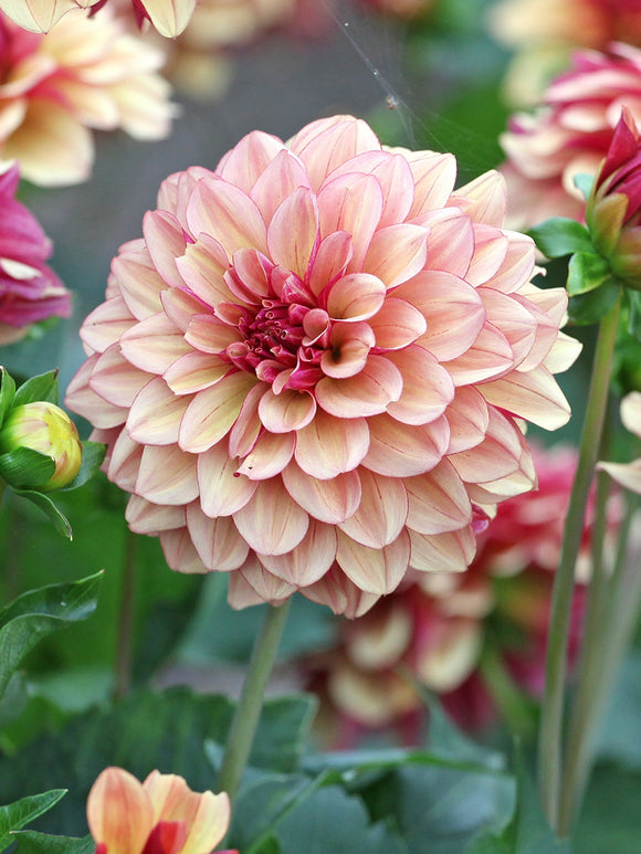 Dahlie Creme de Cognac