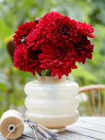 Dahlie Crimson Velvet Kollektion
