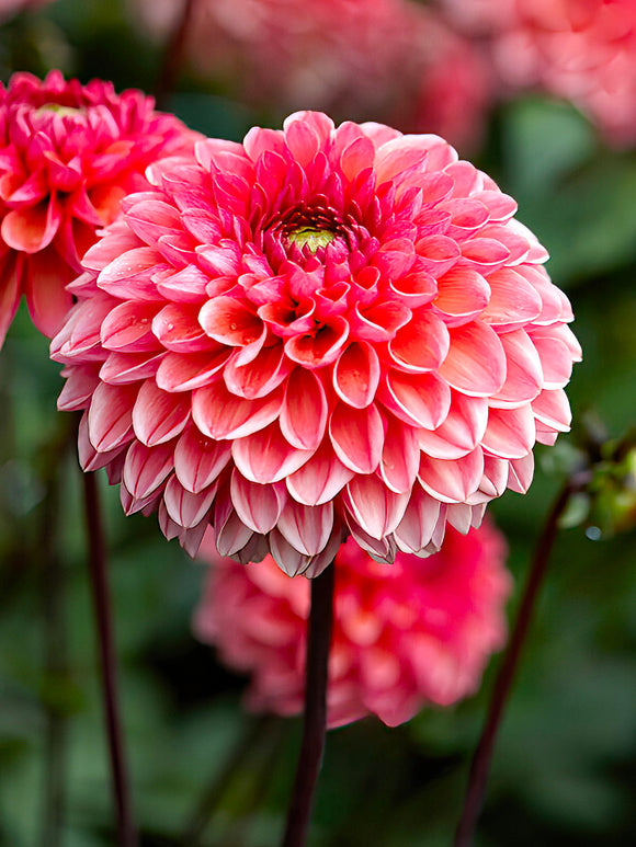 kleinblütige Dahlie Daisy Duke