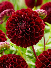 Dahlie Dark Spirit