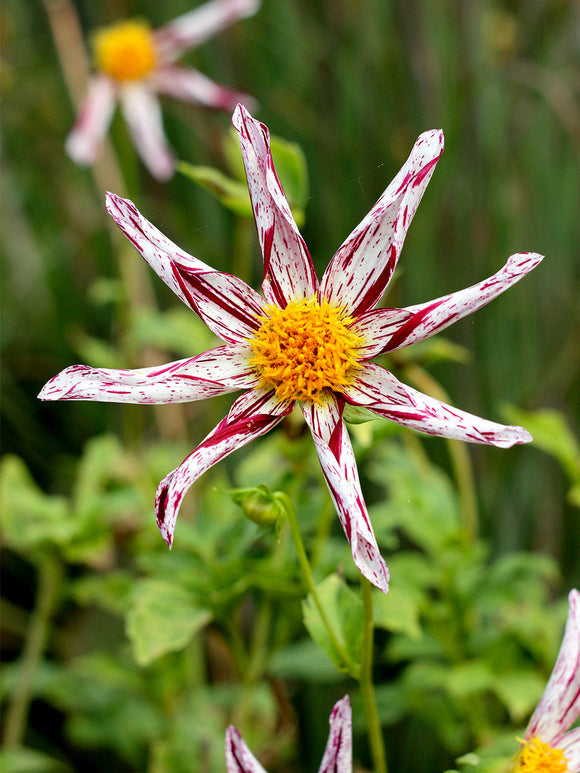 Dahlie Destiny’s Teacher mit weiß-roten Sternblüten