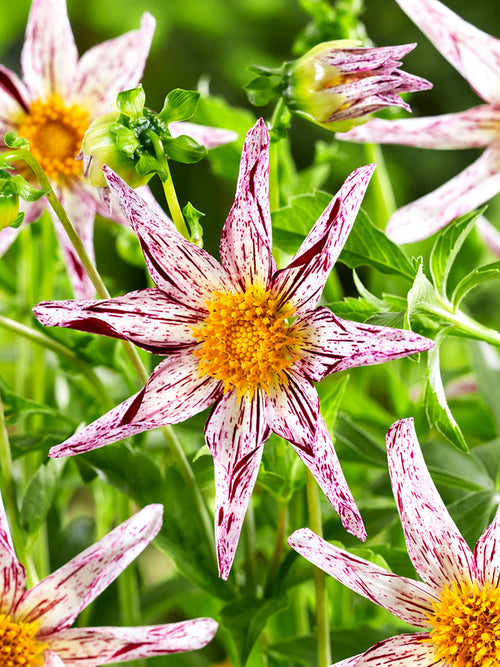 Stern-Dahlie im sommerlichen Naturgarten