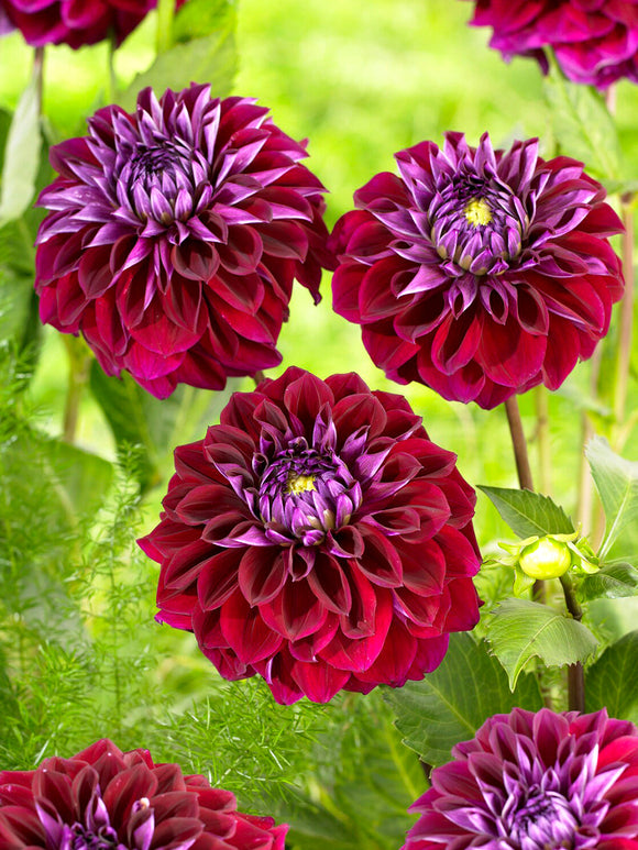 Dahlie Diva mit tief weinroten Blüten
