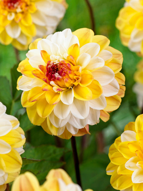 Dahlie Double Jill mit gelb-cremefarbenen Blüten