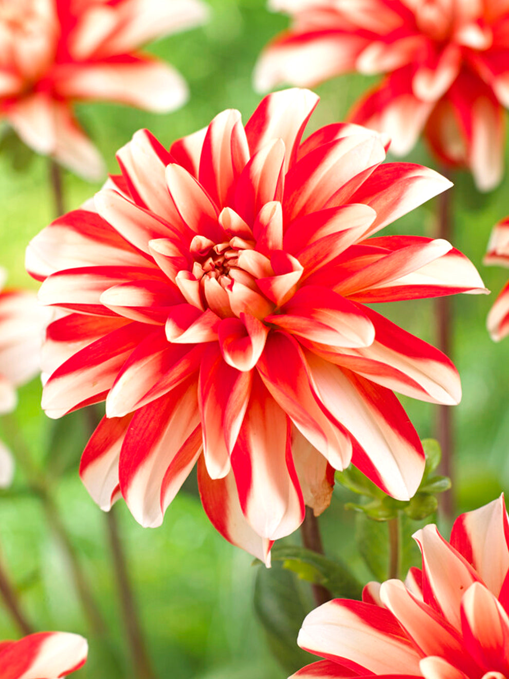 Dahlie 'Dynamite' Dahlienknollen aus Holland DutchGrown™