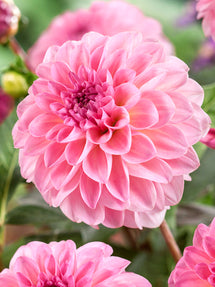 Dahlie Esli