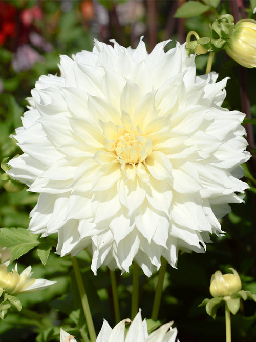 Dahlien Fleurel- Blumenzwiebeln bestellen