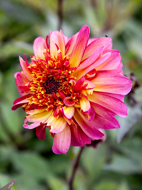 Dahlie Floorinoor aus Knollen gezogen mit charakteristischen zweifarbigen Blüten von Juli bis zum ersten Herbstfrost