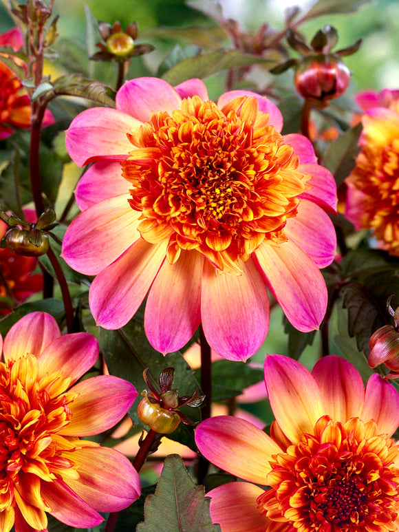 Nahaufnahme der Dahlie Floorinoor Blüte mit Kontrast zwischen leuchtend rosa Außenblütenblättern und tiefem orangerotem gewölbtem Zentrum
