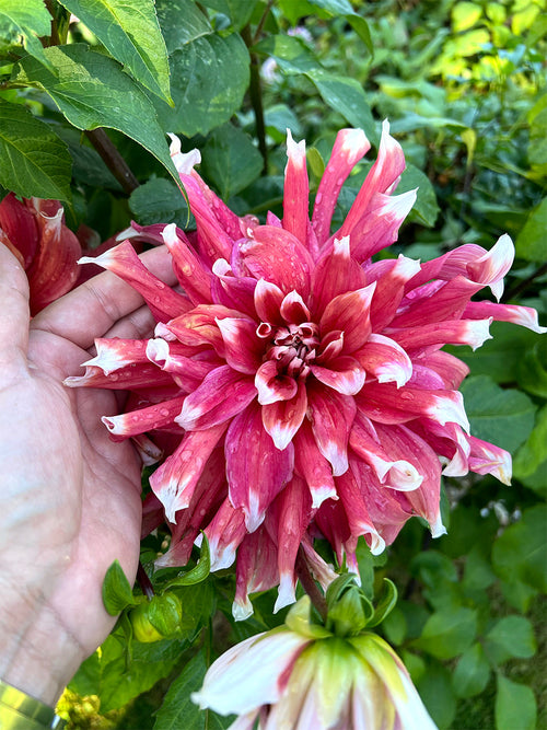 Schnittblume Frost Nip als große Einzelblüte