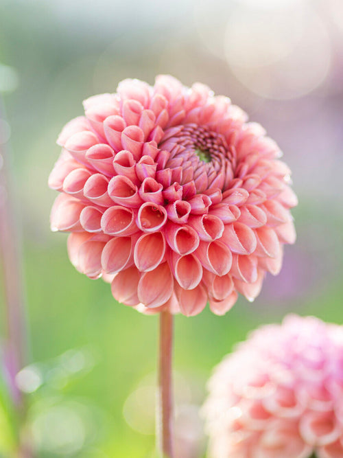 Dahlie Cornel Salmon mit runden lachsrosa Blüten