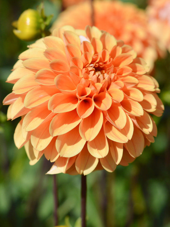 Dahlie Golden Scepter, Preisgekrönter Blumenzwiebel