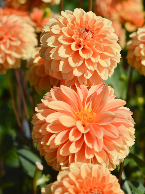 Pompondahlie 'Golden Scepter'