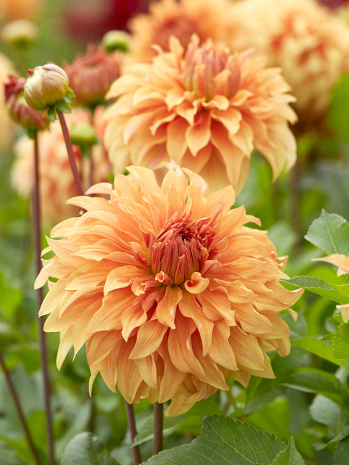 Blühende Zier-Dahlie Great Hercules im Gartenbeet
