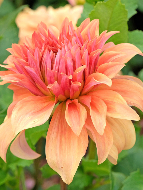 Zier-Dahlie Great Hercules im sommerlichen Gartenbeet