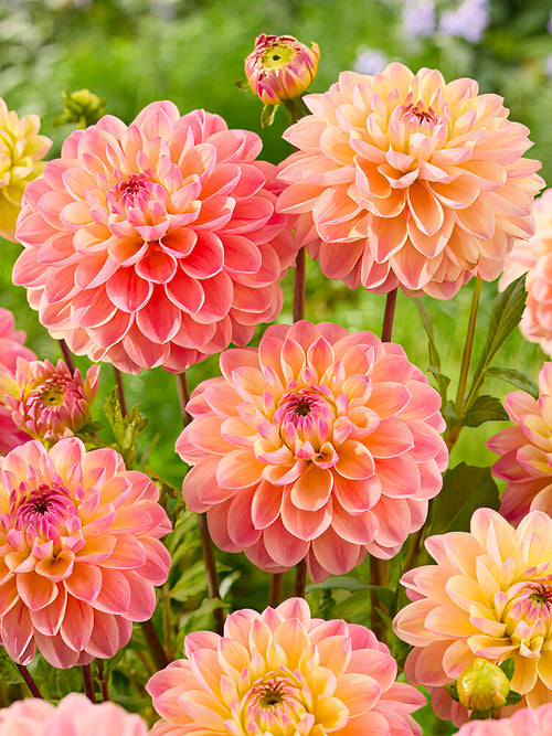 Dahlien Hapet Pastel - Dahlien bestellen
