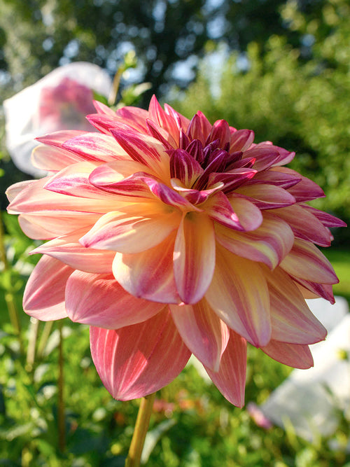 Leichte Blüten voller Sommerbewegung