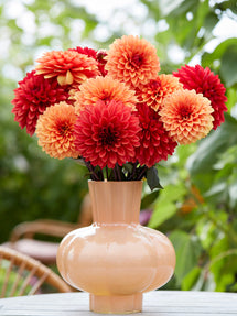Dahlie Harvest Sunset Kollektion