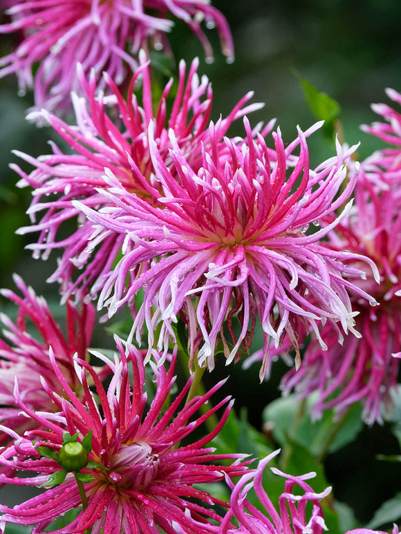 Spinnen-Dahlie Hollyhill Spiderwoman in Magenta