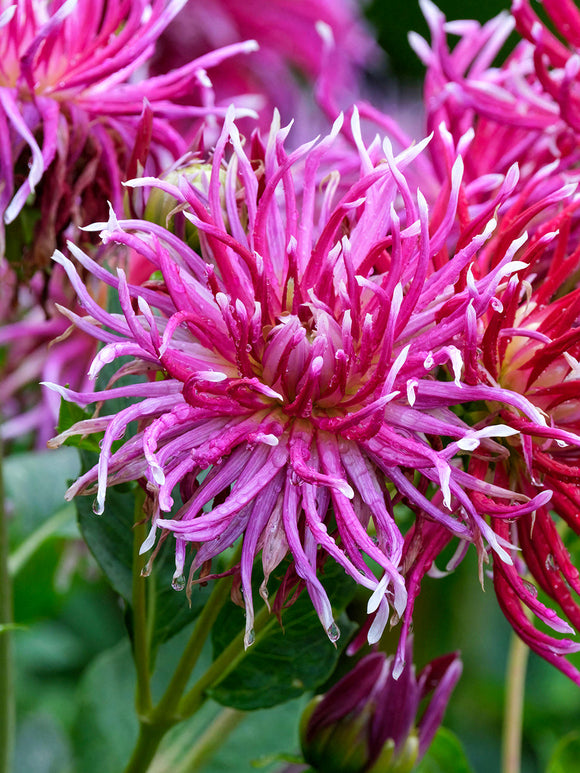 Dahlie Hollyhill Spiderwoman im naturnahen Garten