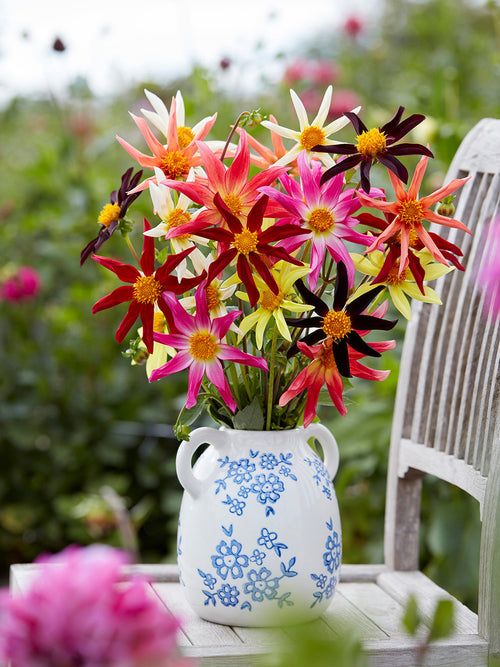 Star-shaped Honka dahlias in red, yellow, pink, and white