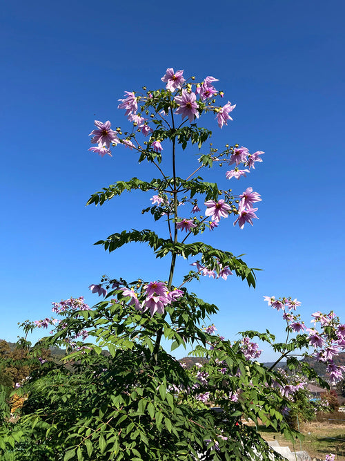 Hochwachsende Dahlie Imperialis im Herbstgarten