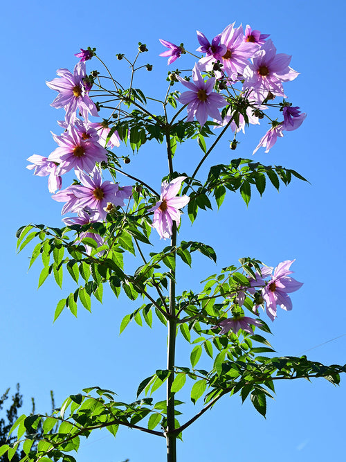 Dahlie Imperialis mit rosa Blütenrispen