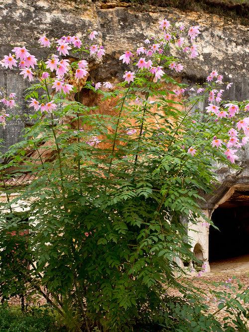 Zarte lavendelrosa Blüten der Baum-Dahlie