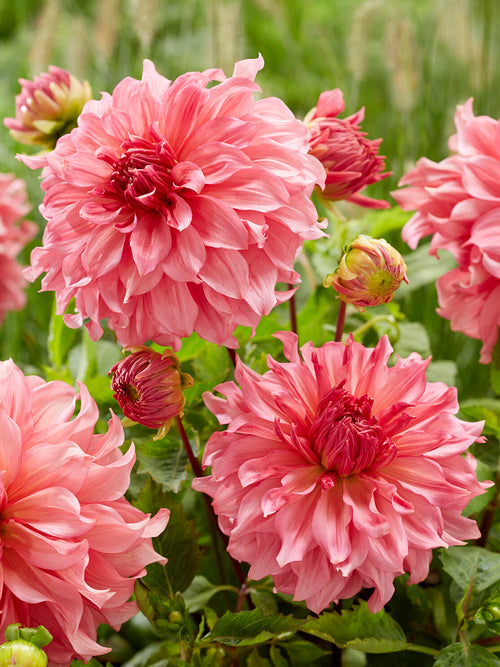 Schnittblume Islander als große Einzelblüte
